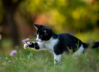 Naklejka na ściany i meble Young cat playing in garden