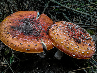 fly mushroom