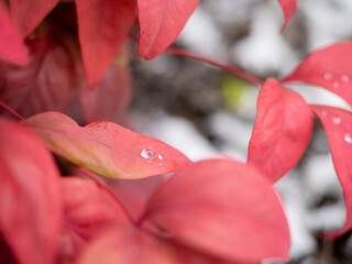 紅い葉の上の水滴