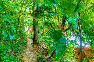 Hiking nature trail in tropical jungle forest Lamru Nationalpark Thailand.