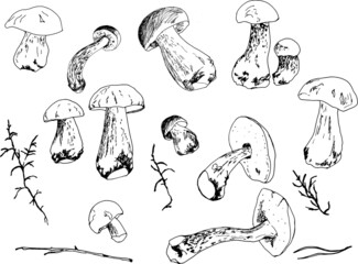 Hand drawn sketch style mushrooms compositions set. Champignon with slices, oysters, chanterelles and porcini mushrooms. Farm fresh food vector illustrations isolated on white background.