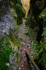 Iarului Gorges in the Carpathians, Romania, Europe 
