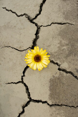 A flower in a cracked earth - the last flower in the desert.  Global warming and climate change .  