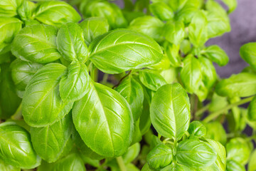 basil plant viewed from top on black background