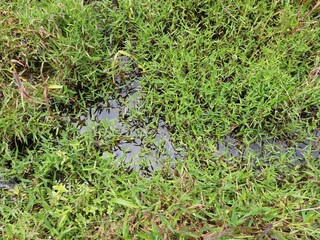Nature water and grass background in Sri Lanka