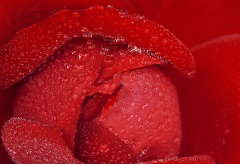 One red rose close up, wet from raindrops. Macro nature