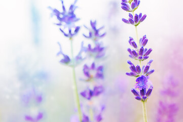 Naklejka premium Lavender flowers at light blur background.