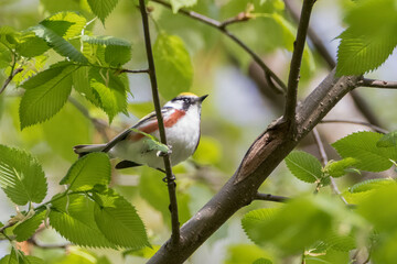 Chestnut-sided warbler on tree branch in forest