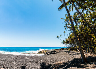Coconut Palm Trees Along Pohoiki Black Sand Beach, Isaac Hale Beach Park, Hawaii Island, Hawaii, USA