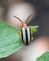 Close up ofThree-lined Potato Beetle on green leaf tip