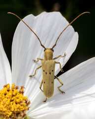 Linden Borer longhorned beetle in flower