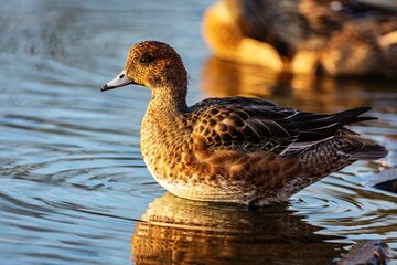 A brown duck, European wigeon, standing in blue water on a sunny autumn day.