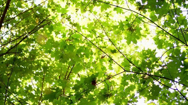 Summer lush maple tree leaves in bokeh light. Green maple leaves are swaying from wind.