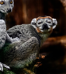 Crowned lemur om the branch. Latin name - Eulemur coronatus	
