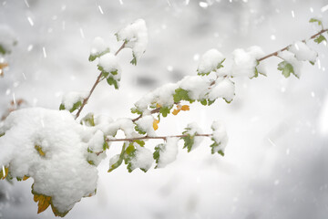 Gooseberry bush with still green leaves covered with snow. Autumn, early snow.