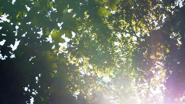 Green maple leaves in the wind. Green foliage. Maple leaves in the forest lit by sunlight.