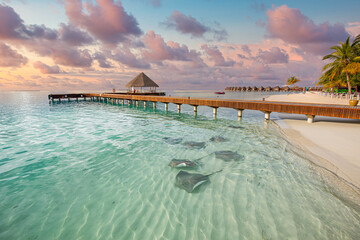 Outstanding sunset beach shore, shallows with sting rays and sharks in Maldives islands. Luxury...