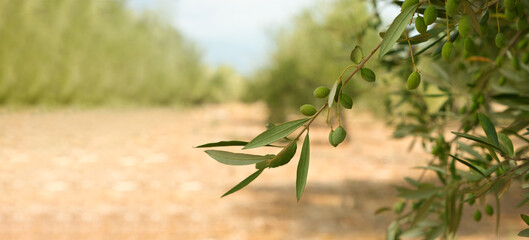 Green olive tree branch on background of olive grove,garden, summer sunny day.Copy space for text