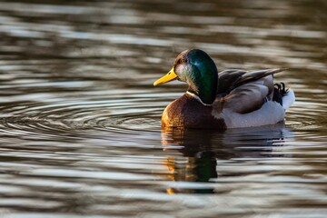 A mallard duck, colorful drake with yellow beak, swimming in water on a sunny autumn evening.