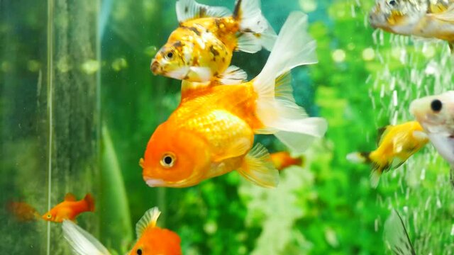The video of goldfish in the aquarium, the water is clear, looks very beautiful