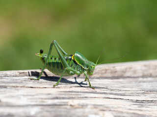 Polysarcus denticauda male insect, detail of large green grasshopper