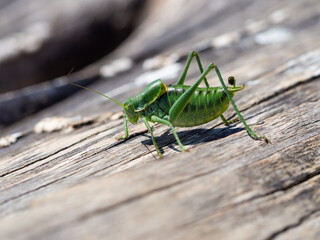 Polysarcus denticauda male insect, detail of large green grasshopper