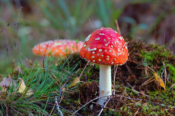 fly agaric 