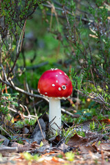 fly agaric 
