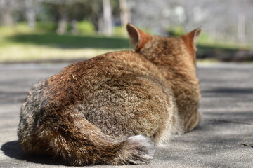 野良猫のお尻
