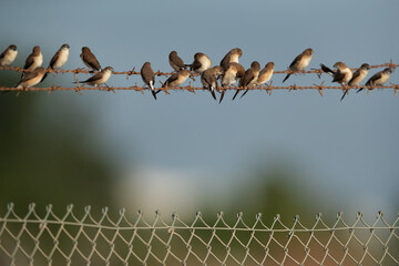 A pair of Indian Silverbills perched on wire fence at Hamala, bahrain