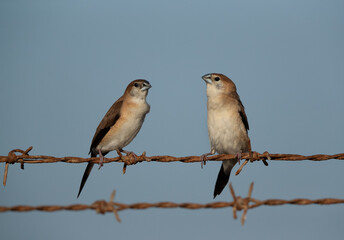 A pair of Indian Silverbills at Hamala, bahrain