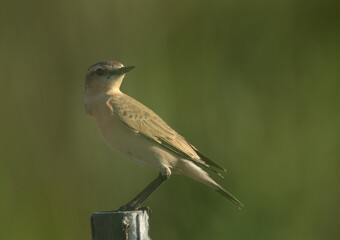 Isabelline Wheatear with green backdrop, Bahrain