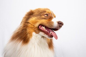 Australian Shepherd Dog young isolated on white background Beautiful adult Aussie profile