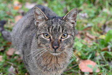 Stray young cat in nature. Sweet homeless cat meows. Abandoned animals.