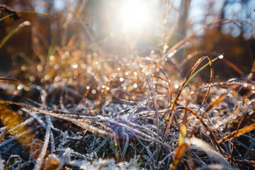 autumn leaves in ice . first frost