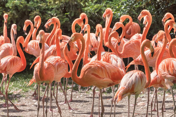 Chilean Flamingo. Birds in the wild nature