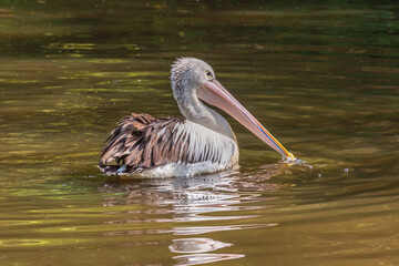 Dalmatian Pelican. Bird Watching. Bird in the wild nature