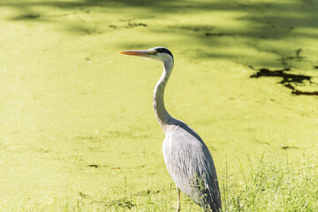 Grey heron is standing stationary in the water. Bird Watching. Birds in the wild nature