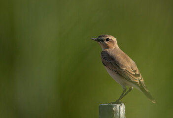 Isabelline Wheatear on green, Bahrain