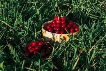 Red ripe cherries and sweet cherries in a wooden bowl on the grass. 