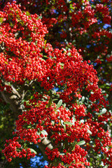 ヒマラヤトキワサンザシ、ピラカンサの赤い実