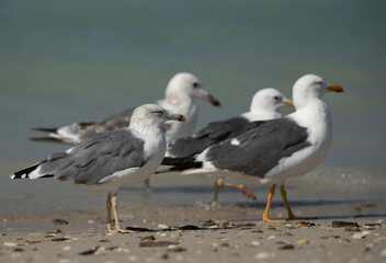 Fototapeta na wymiar Caspian Gulls and Yellow-legged gull at Busaiteen coast of Bahrain