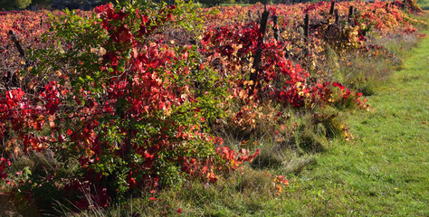 Autumn red