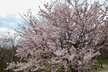 京都府立植物園のホソイザクラ