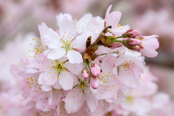 京都府立植物園のホソイザクラ