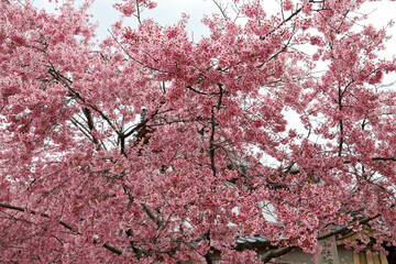 Obraz premium 満開のオカメザクラ