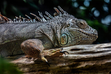 Green iguana on the branch. Latin name - Iguana iguana	