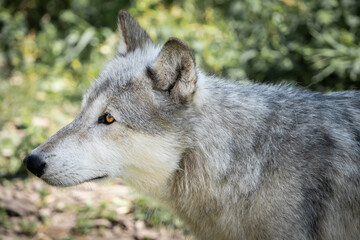 Portrait of a wolfdog in its forest natural habitat, Canadian Rockies, Canada