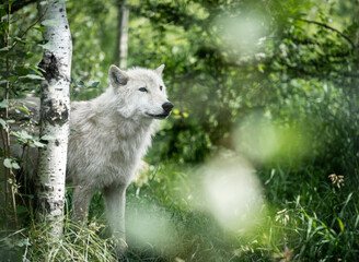 Fototapeta premium White wolfdog in its forest natural habitat posing, Canadian Rockies, Canada