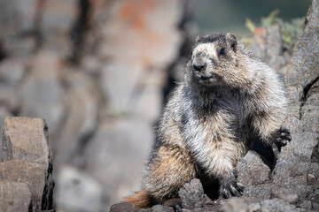 Curious marmot posing for portrait in Canadian Rockies, Canada